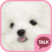 하얀 강아지 (마르티스) 카톡 테마 pink ver