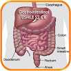 Gastrointestinal USMLE Stp2 CK 1.1