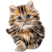 Cat breeds - Photos 1.0.8