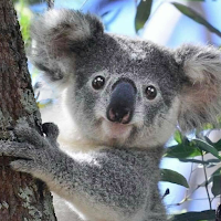 Oso koala que habla 1.2.5