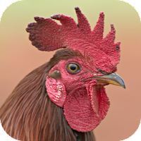Rooster Sounds 2.0.2 تحديث
