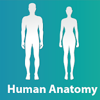 علم التشريح البشري وعلم وظائف الأعضاء - 1.1