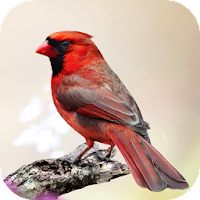 Tunog ng Cardinal Bird 2.0