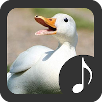 صداهای اردک 3.1.5