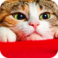 Wallpaper Cat Collection 2.0.25