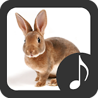 Rabbit Sounds 3.1.5
