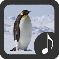 Penguin Sounds 3.1.6
