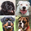 Dogs Quiz - Guess Popular Dog Breeds in the Photos 3.2.2