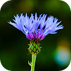 Blur Image - DSLR focus effect 1.19