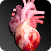 Circulatory System in 3D (Anatomy) 1.58