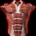Muscular System 3D (anatomy) 2.0.8
