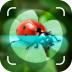 Picture Insect Bug Identifier 7.3