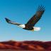 Bird Race Game 3D: Eagle Games 1.9