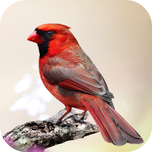 Download Cardinal Bird Sounds 3.0.0 Apk for android