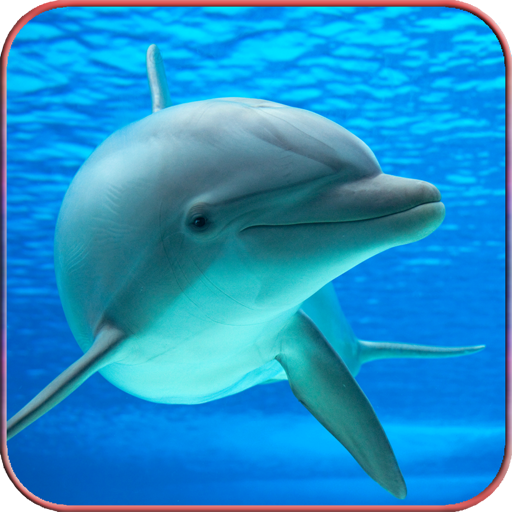 Download Dolphin Wallpaper HD 1.11 Apk for android