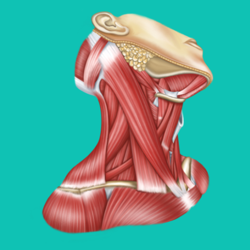 Download Easy Anatomy 1.9.0 Apk for android