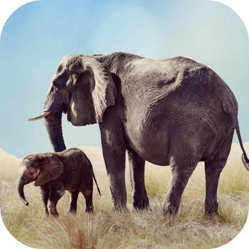 Download Elephant Sounds 3.0.1 Apk for android