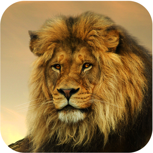 Download Fond d'ecran Lion 1.2.0 Apk for android