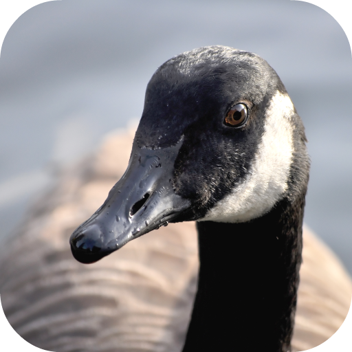 Download Goose Sounds 3.0.1 Apk for android