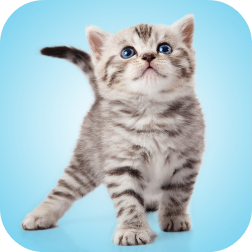 Download Kitten Sounds 3.0.0 Apk for android