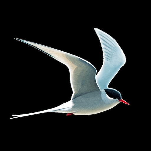 Download Le Guide Ornitho 2.2.1 Apk for android