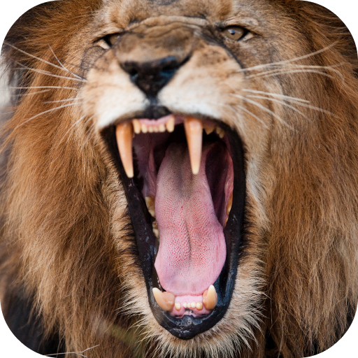 Download Lion Sounds 3.0.0 Apk for android