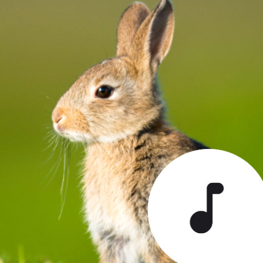 Download Rabbit Sounds 4.4.2 Apk for android