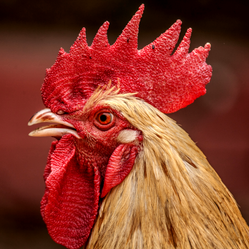 Download Rooster Sounds 2.0.0 Apk for android