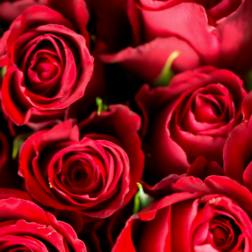 Download Rose Wallpapers 3.0.1 Apk for android