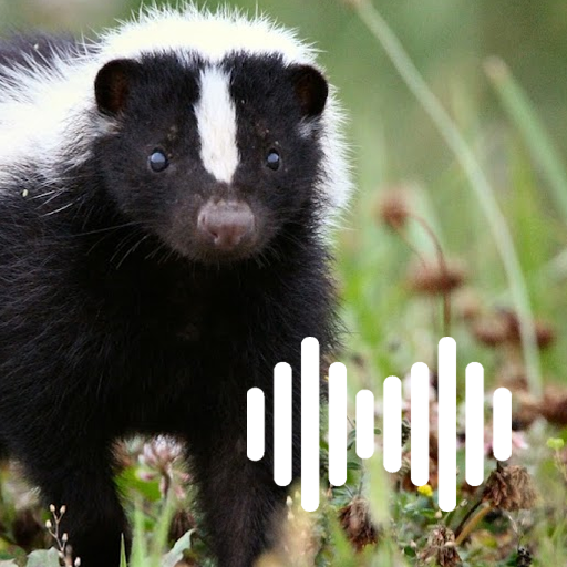 Download Skunk Hunting Calls 3.2 Apk for android