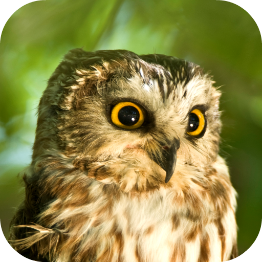 Download Sons de chouettes 3.0.0 Apk for android