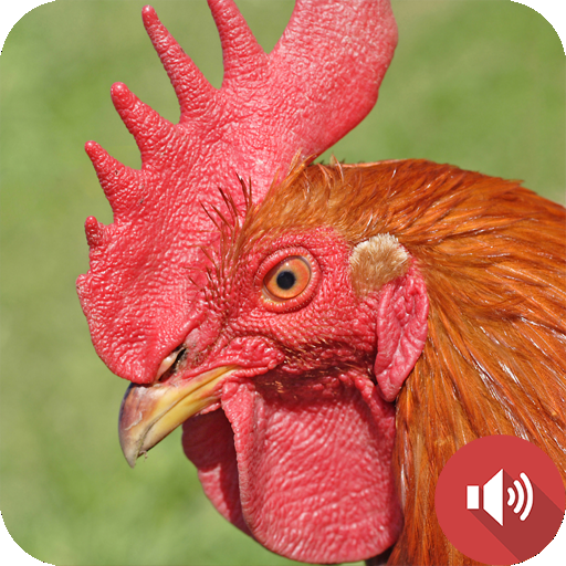 Download Sons De Coq 1.4 Apk for android