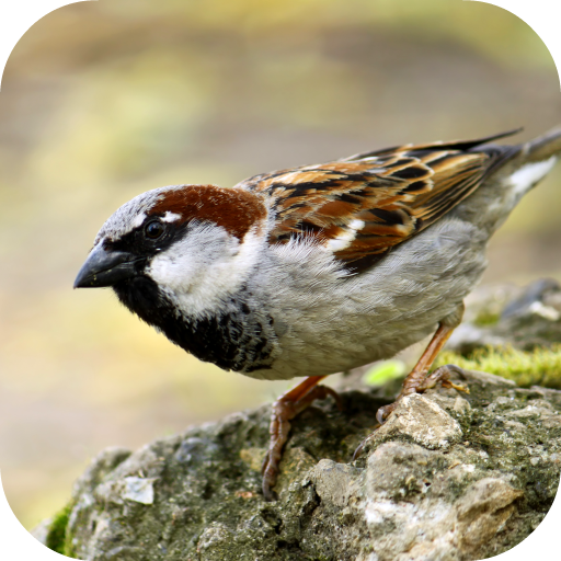 Download Sparrow Sounds 3.0.1 Apk for android