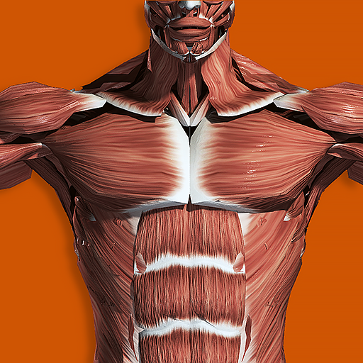 Download Système musculaire 3D Anatomie 3.8 Apk for android