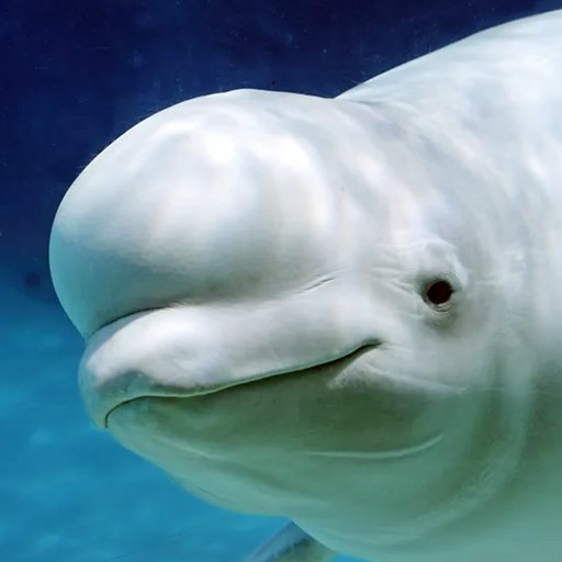 Download The Beluga Whale 1.1.3 Apk for android