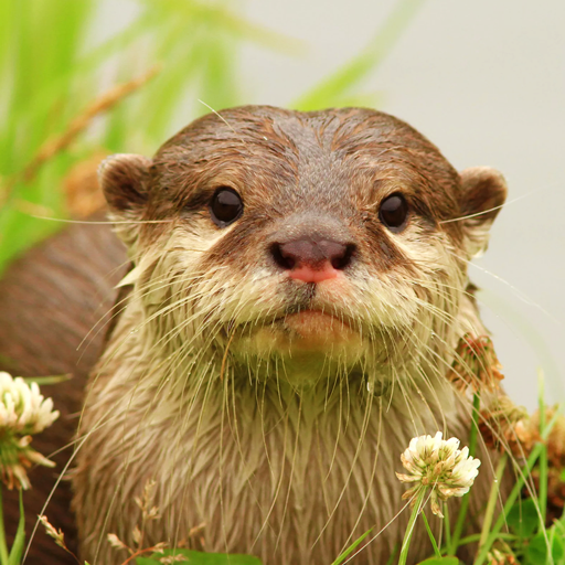 Download The Otter 1.1.5 Apk for android