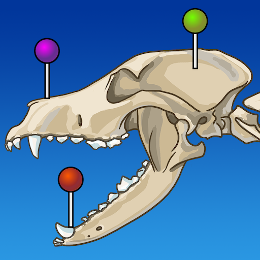 Download vet-Anatomy 4.8.1 Apk for android