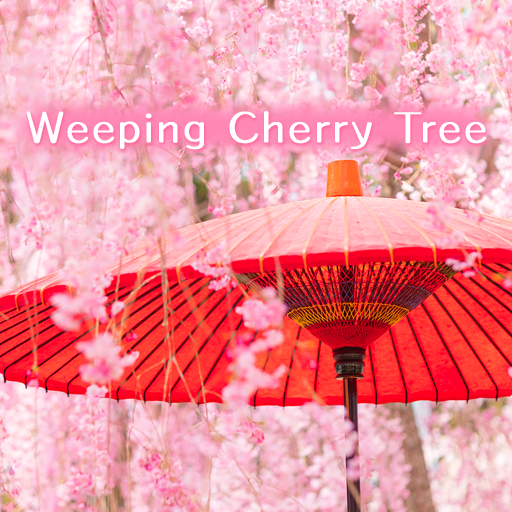 Download Weeping Cherry Tree +HOME 1.0.11 Apk for android