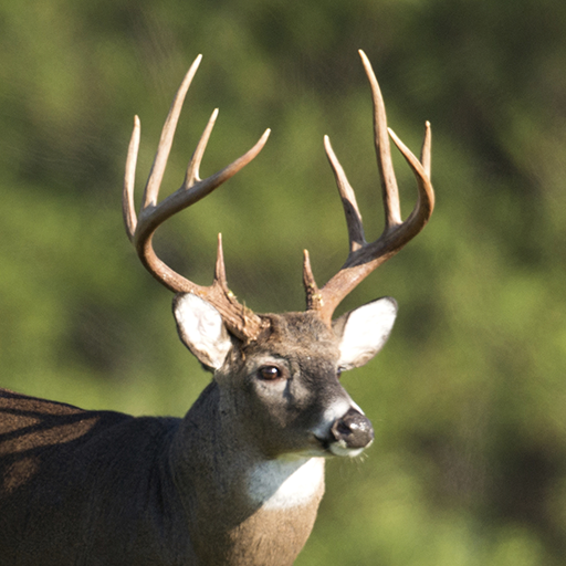 Download Whitetail Deer Calls 7.0.2 Apk for android