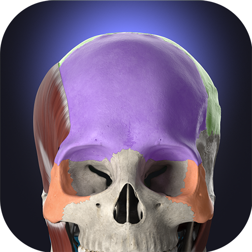 Download Anatomyka - 3D Anatomy Atlas 3.2.5 Apk for android