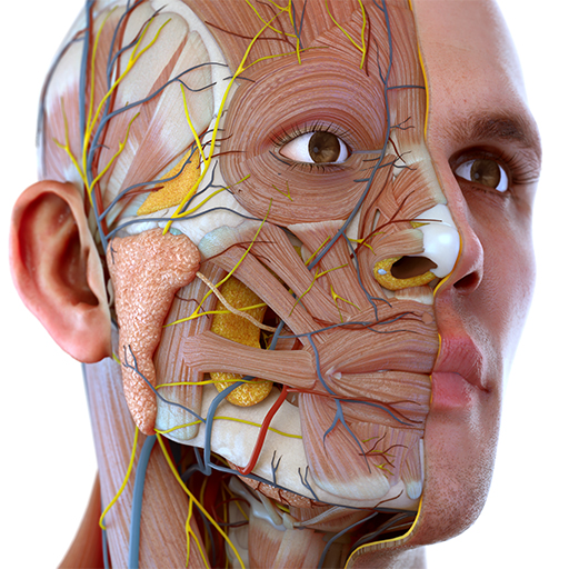 Download Visual Anatomy 3D - Human body 3.55 Apk for android